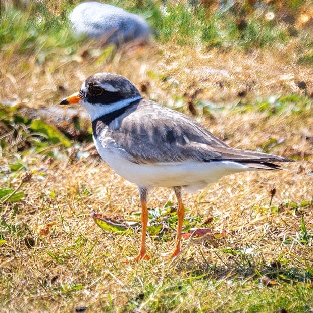 Ein kleiner Vogel steht in einer Wiese. Er hat einen orangen Schnabel mit schwarzer Spitze. Um die Augen herum trägt er eine Art schwarze Maske.