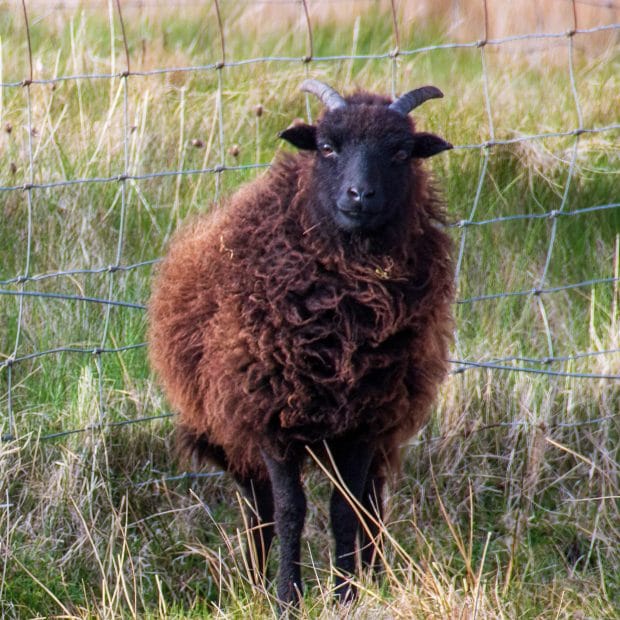 Ein Schaf mit braunem Fell blickt in die Kamera