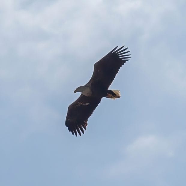 Ein Seeadler vor blauem, leicht bewölktem Himmel