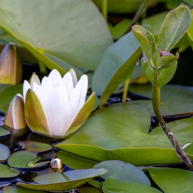 Eine weiße Seerose auf einem dunklen See mit grünen Blättern um die Blühte herum