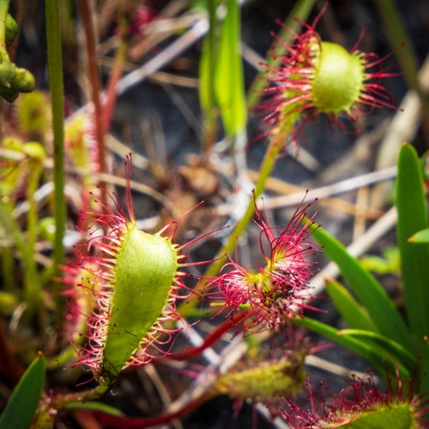 Eine grüne Pflanze mit roten kleinen Antennen, an denen klebrige Tropfen hängen