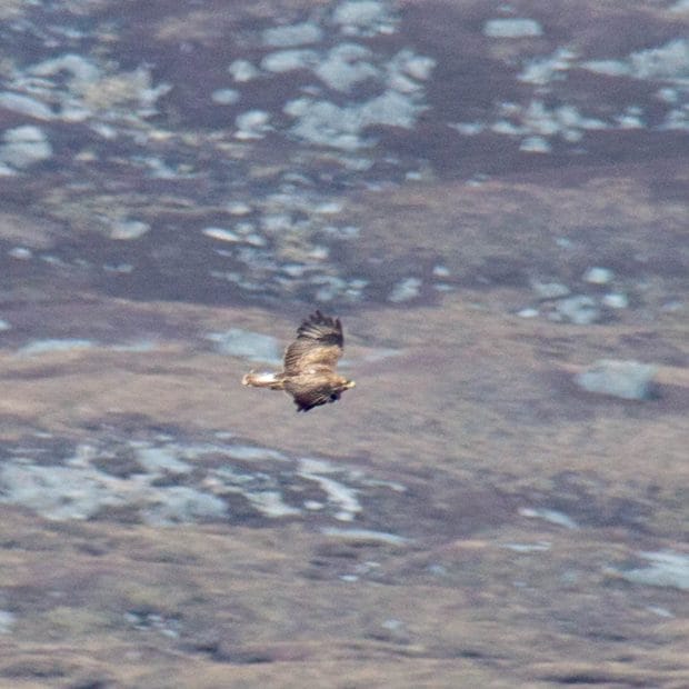 Ein Steinadler gleitet über das Land, im Hintergrund ist ein karger Berghang zu sehen