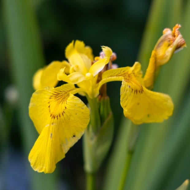 Eine gelbe Sumpf-Schwertlilie