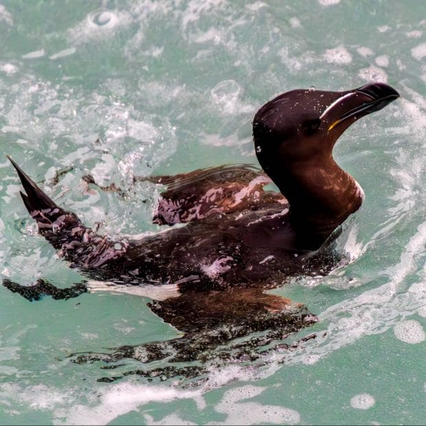 Ein Tordalk taucht aus dem Wasser des Atlantik auf.