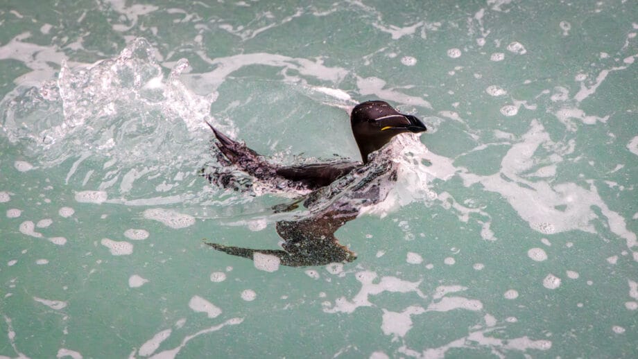 Ein Tordalk taucht aus dem Wasser des Atlantik auf.