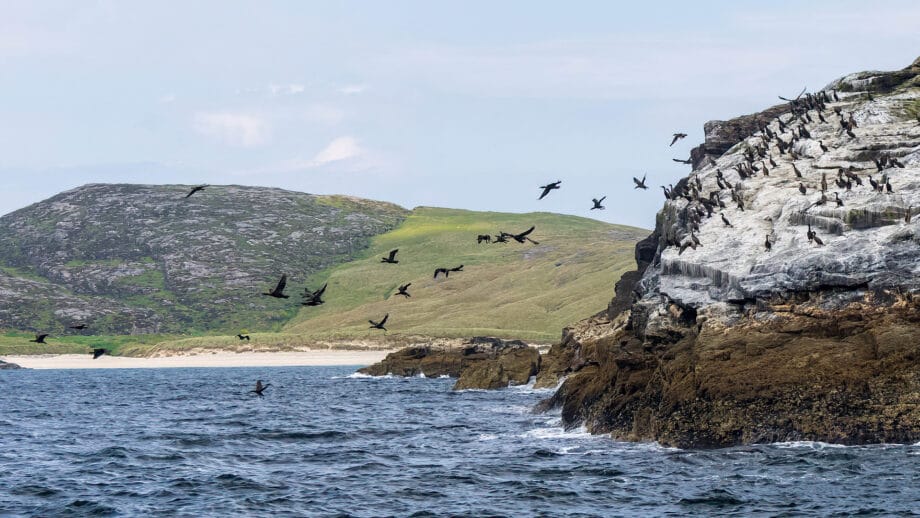Von einem Felsen starten schwarze Vögel in den Flug über das Meer, im Hintergrund ist ein Sandstrand und grüne Hügel zu sehen.