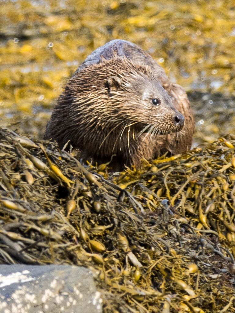 Mull In Math Isle of Mull: Sehenswürdigkeiten, Ausflüge, Aktivitäten