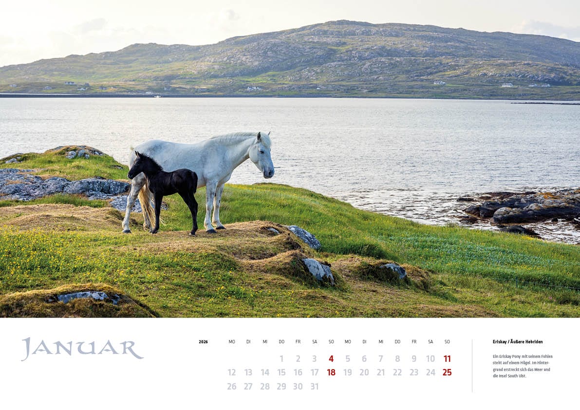 Zwei Ponys auf der Insel Eriskay auf dem Kalenderblatt Januar des MyHighlands.de Schottland Kalenders.
