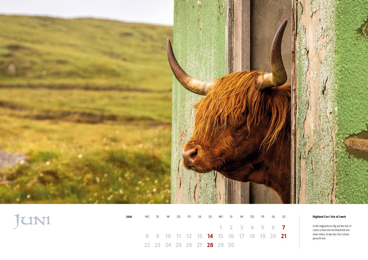 Ein Highland Rind schaut aus einer Hütte auf dem Kalenderblatt Juni des MyHighlands.de Schottland Kalenders.