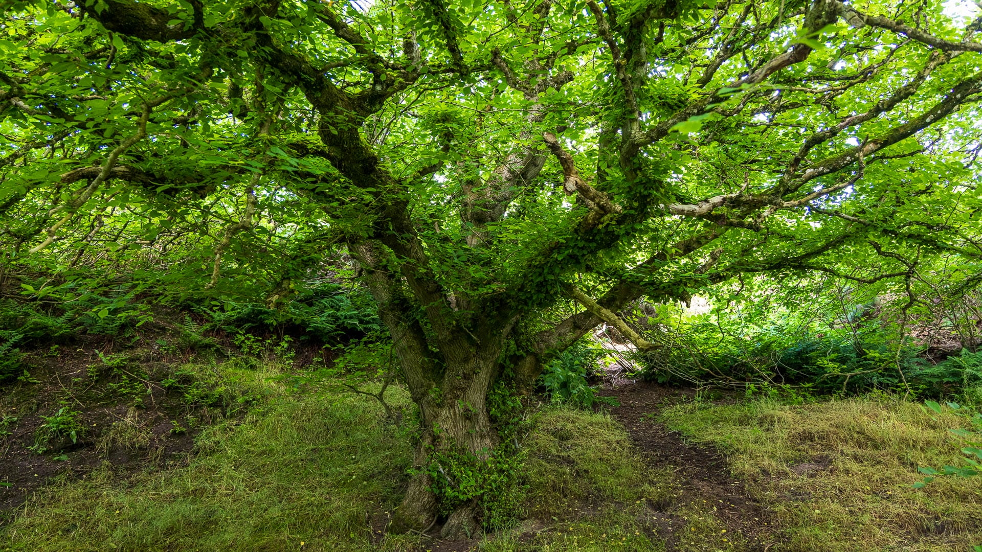 Ein wunderschöner Baum auf dem Weg zur Slains Castle.