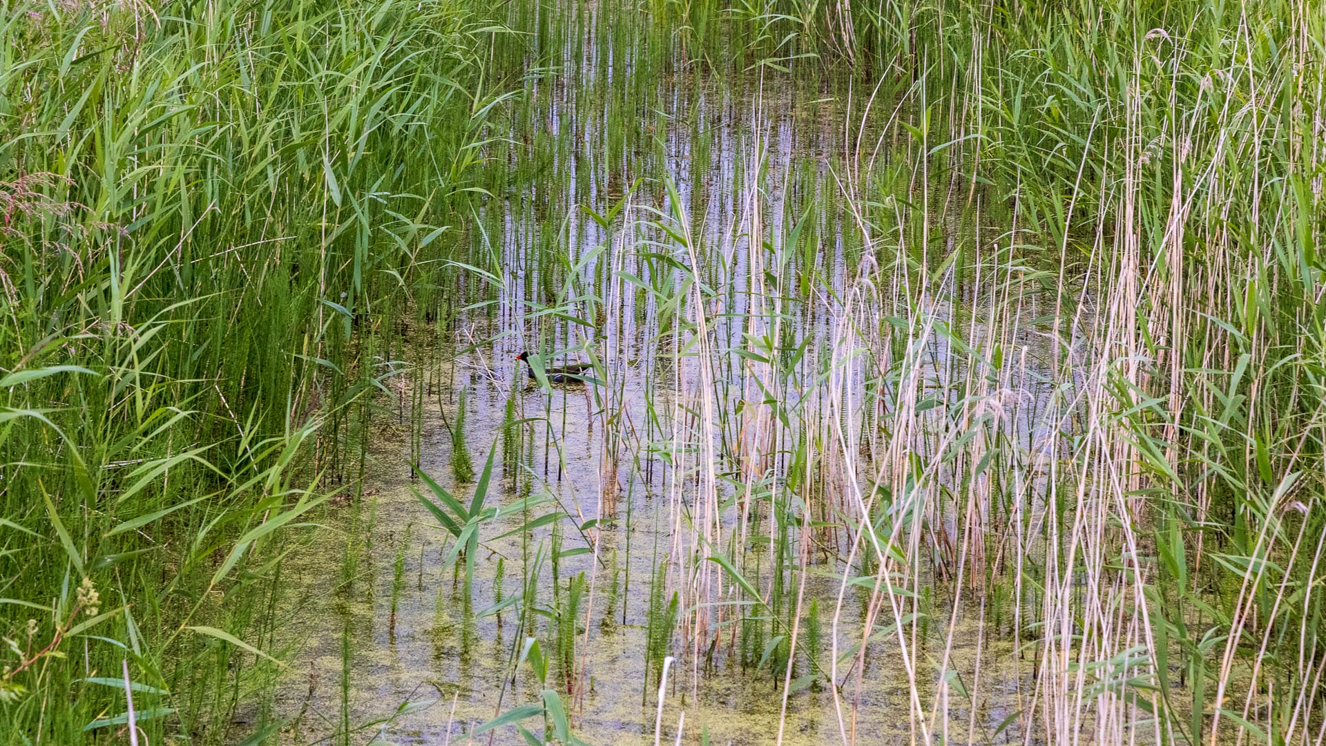 Ein Wassergraben bei Duffus Castle, in dem eine Ente schwimmt.