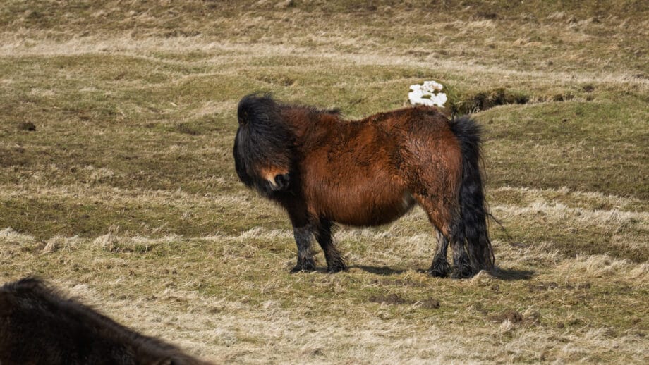 Shetland Pony