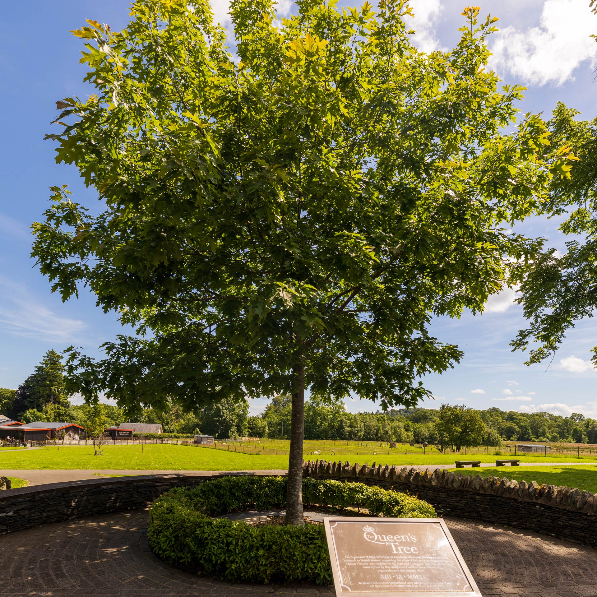Queen’s Tree in Luss