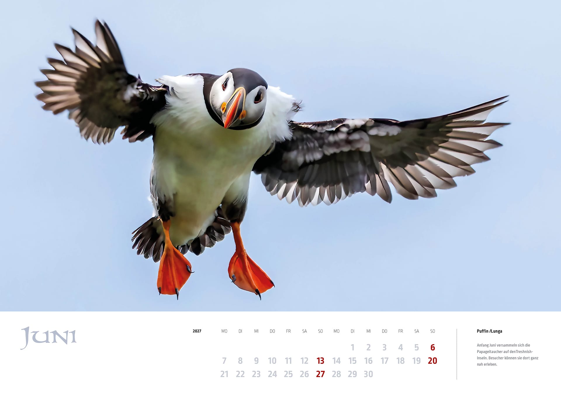 Ein Papageitaucher im Flug auf Lunga auf dem Kalenderblatt Juni des MyHighlands.de Schottland Kalenders 2027.