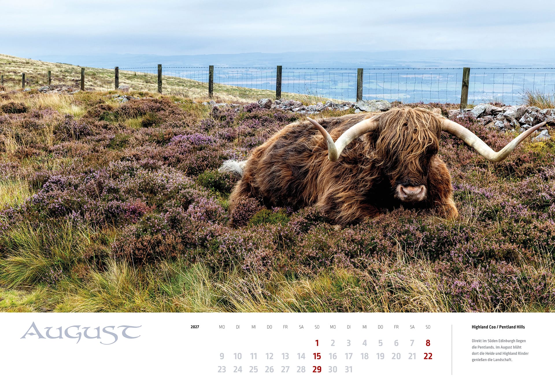 Ein Highland Rind liegt in der blühenden Heide der Pentland Hills auf dem Kalenderblatt August des MyHighlands.de Schottland Kalenders 2027.